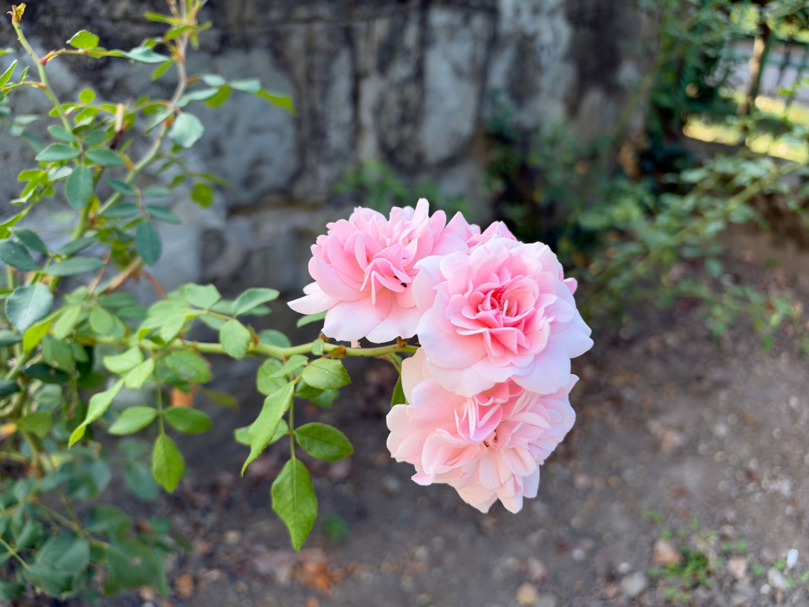 iPhone 18 Pro Max Camera Test: Variable Aperture Adds Physical Depth Control