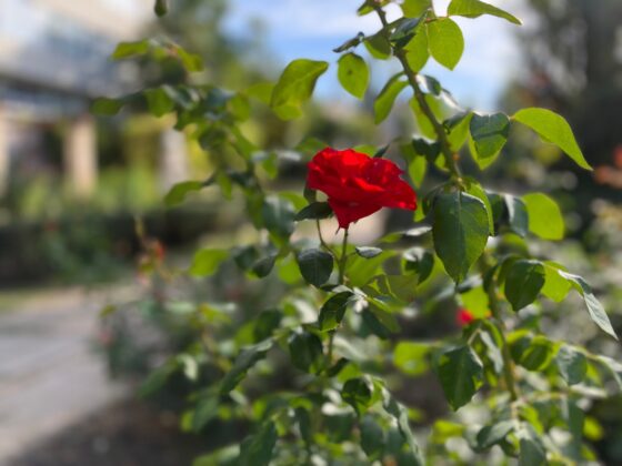 iPhone 18 Pro Max Camera Test: Variable Aperture Adds Physical Depth Control