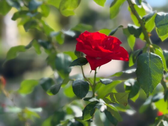 iPhone 18 Pro Max Camera Test: Variable Aperture Adds Physical Depth Control