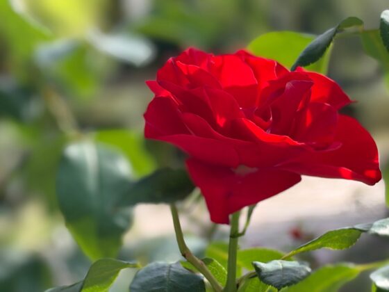iPhone 18 Pro Max Camera Test: Variable Aperture Adds Physical Depth Control