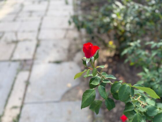 iPhone 18 Pro Max Camera Test: Variable Aperture Adds Physical Depth Control