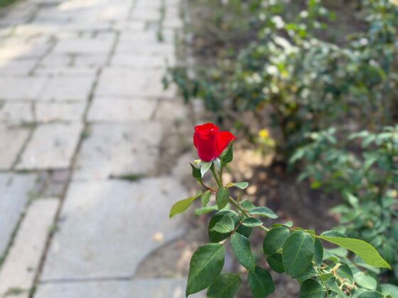 iPhone 18 Pro Max Camera Test: Variable Aperture Adds Physical Depth Control