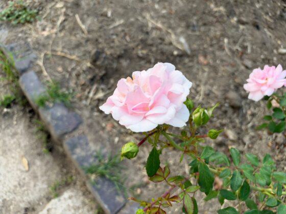 iPhone 18 Pro Max Camera Test: Variable Aperture Adds Physical Depth Control