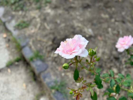 iPhone 18 Pro Max Camera Test: Variable Aperture Adds Physical Depth Control