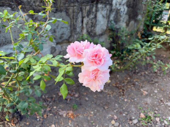 iPhone 18 Pro Max Camera Test: Variable Aperture Adds Physical Depth Control