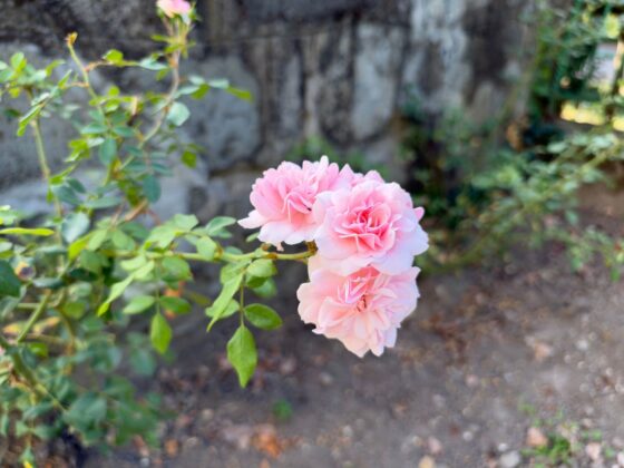 iPhone 18 Pro Max Camera Test: Variable Aperture Adds Physical Depth Control