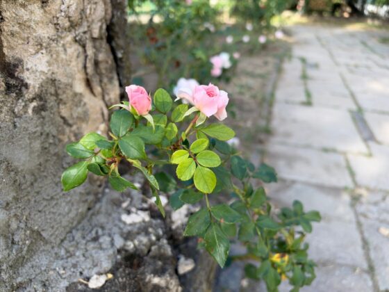 iPhone 18 Pro Max Camera Test: Variable Aperture Adds Physical Depth Control
