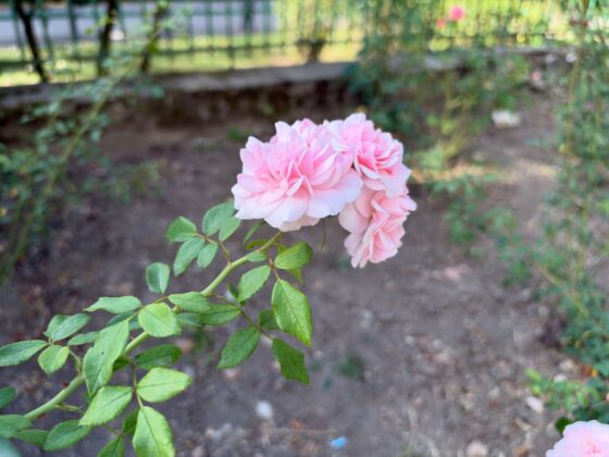 iPhone 18 Pro Max Camera Test: Variable Aperture Adds Physical Depth Control