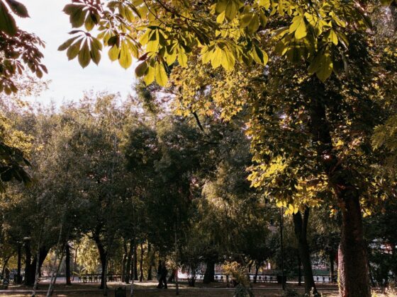 iPhone 18 Pro Max Camera Test: Variable Aperture Adds Physical Depth Control