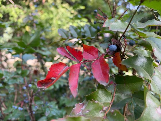iPhone 18 Pro Max Camera Test: Variable Aperture Adds Physical Depth Control