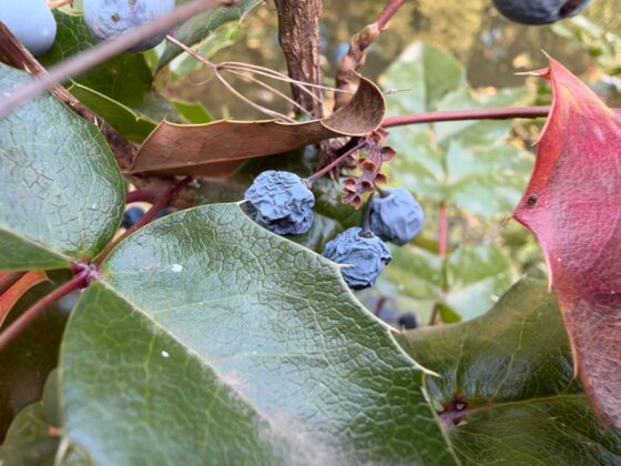 iPhone 18 Pro Max Camera Test: Variable Aperture Adds Physical Depth Control