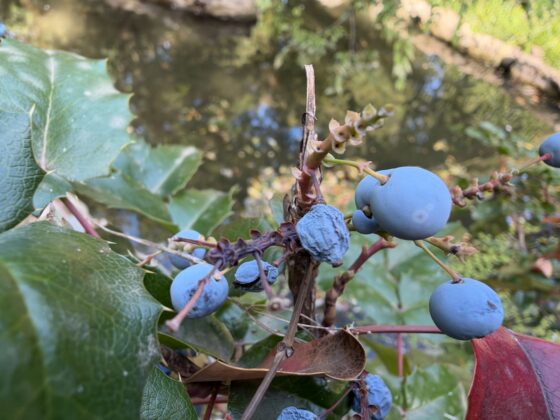 iPhone 18 Pro Max Camera Test: Variable Aperture Adds Physical Depth Control