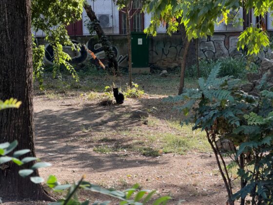 iPhone 18 Pro Max Camera Test: Variable Aperture Adds Physical Depth Control