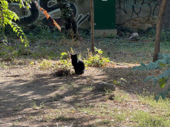iPhone 18 Pro Max Camera Test: Variable Aperture Adds Physical Depth Control