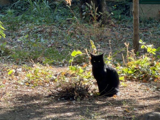 iPhone 18 Pro Max Camera Test: Variable Aperture Adds Physical Depth Control