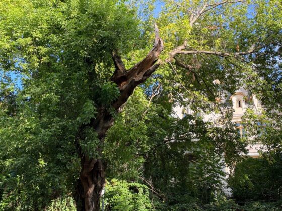 iPhone 18 Pro Max Camera Test: Variable Aperture Adds Physical Depth Control
