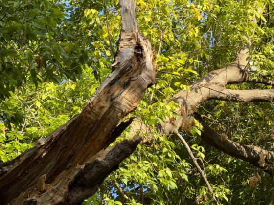 iPhone 18 Pro Max Camera Test: Variable Aperture Adds Physical Depth Control