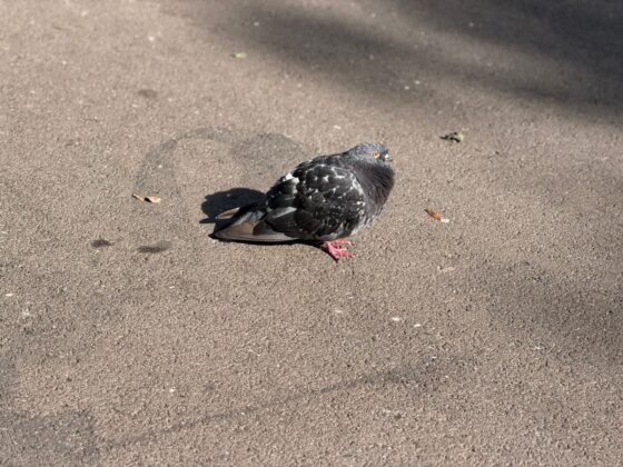 iPhone 18 Pro Max Camera Test: Variable Aperture Adds Physical Depth Control