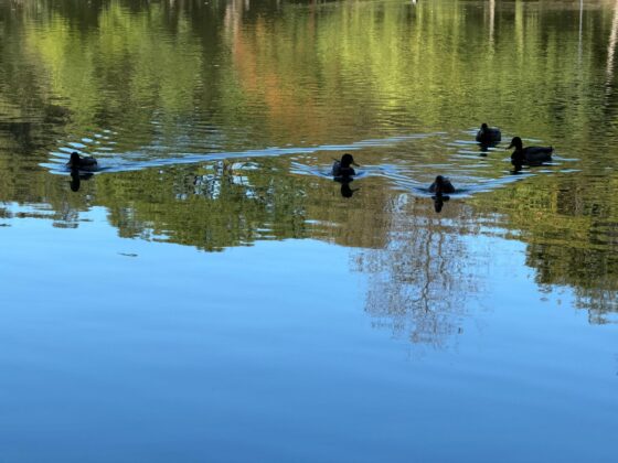 iPhone 18 Pro Max Camera Test: Variable Aperture Adds Physical Depth Control
