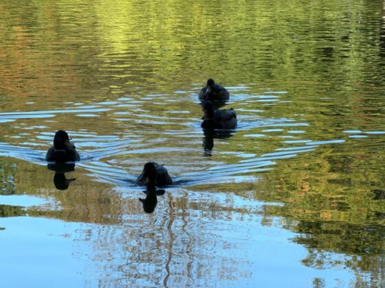 iPhone 18 Pro Max Camera Test: Variable Aperture Adds Physical Depth Control