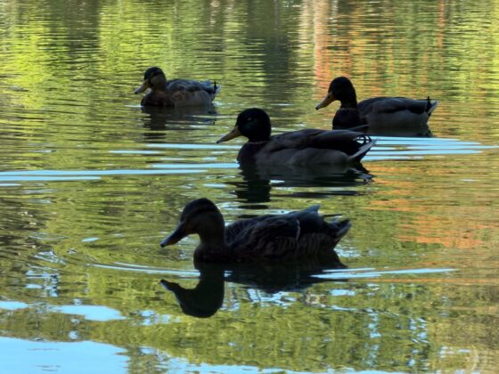 iPhone 18 Pro Max Camera Test: Variable Aperture Adds Physical Depth Control