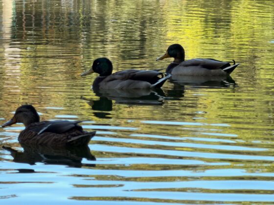 iPhone 18 Pro Max Camera Test: Variable Aperture Adds Physical Depth Control