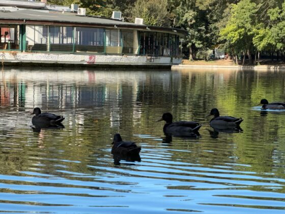 iPhone 18 Pro Max Camera Test: Variable Aperture Adds Physical Depth Control