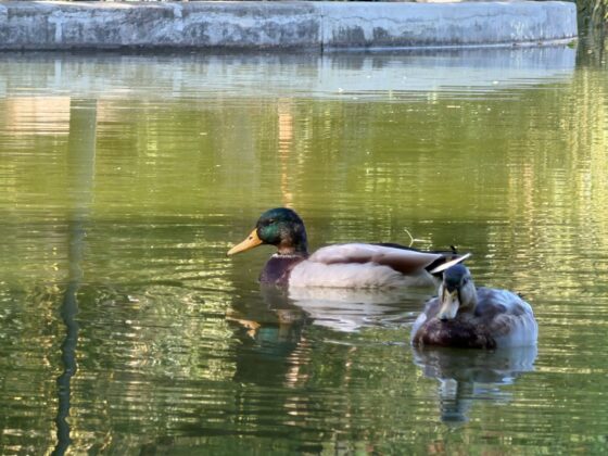 iPhone 18 Pro Max Camera Test: Variable Aperture Adds Physical Depth Control