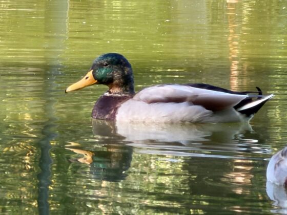 iPhone 18 Pro Max Camera Test: Variable Aperture Adds Physical Depth Control