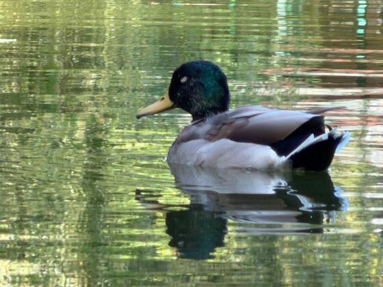 iPhone 18 Pro Max Camera Test: Variable Aperture Adds Physical Depth Control