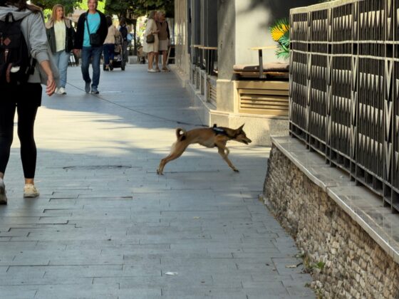 iPhone 18 Pro Max Camera Test: Variable Aperture Adds Physical Depth Control