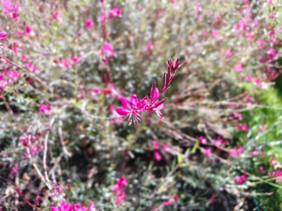TCL P80 Ultra Camera Test: 3x Periscope Zoom Leads a Versatile Setup