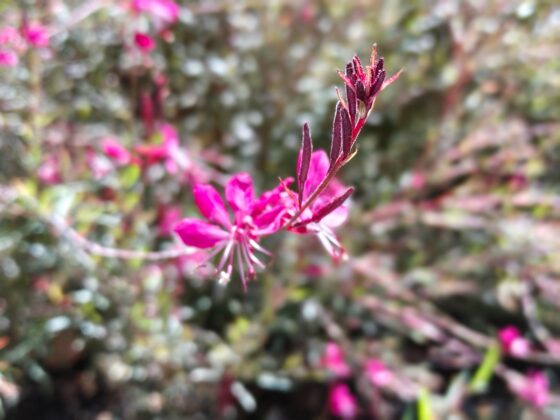 TCL P80 Ultra Camera Test: 3x Periscope Zoom Leads a Versatile Setup