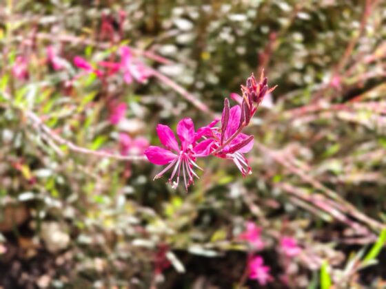TCL P80 Ultra Camera Test: 3x Periscope Zoom Leads a Versatile Setup