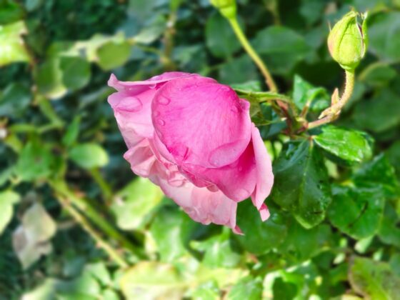 TCL P80 Ultra Camera Test: 3x Periscope Zoom Leads a Versatile Setup