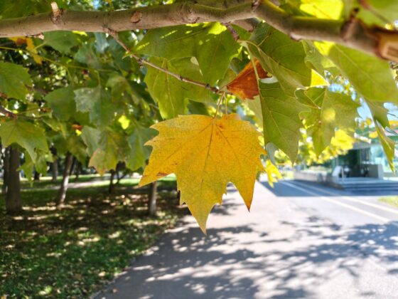 TCL P80 Ultra Camera Test: 3x Periscope Zoom Leads a Versatile Setup