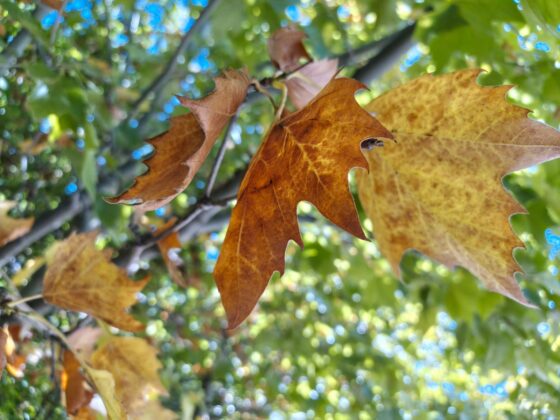 TCL P80 Ultra Camera Test: 3x Periscope Zoom Leads a Versatile Setup