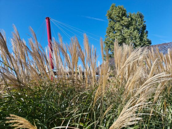 TCL P80 Ultra Camera Test: 3x Periscope Zoom Leads a Versatile Setup